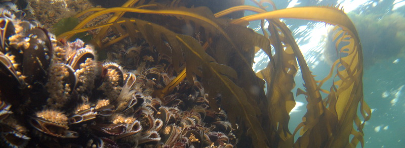 diving netherlands oosterschelde zeeland duiken